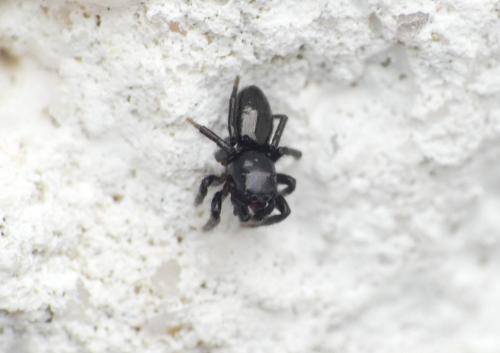 Chalcoscirtus sp.
